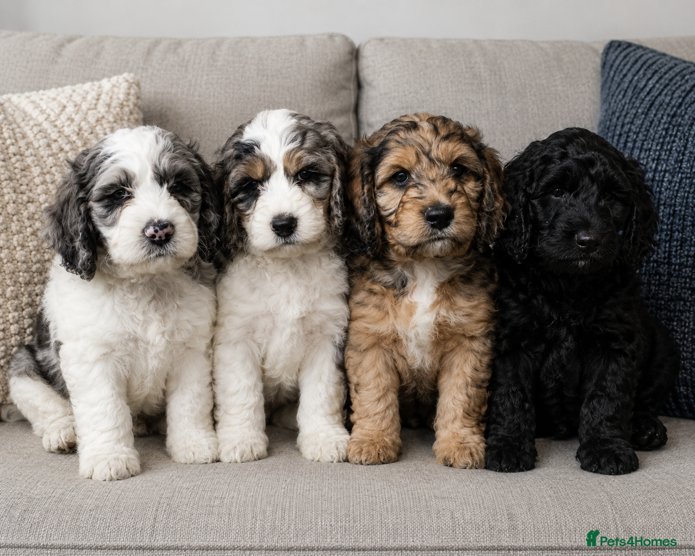 Cockapoo dogs SOMETHING SPECIAL. COCKAPOO PUPS READY NOW - Advert 1