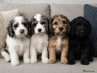 Cockapoo dogs SOMETHING SPECIAL. COCKAPOO PUPS READY NOW - Advert 1