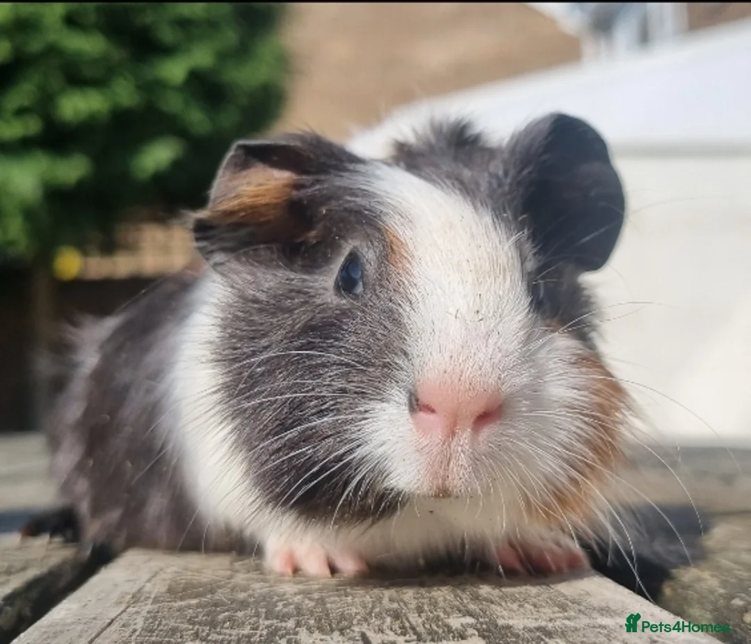 Guinea Pig rodents for sale: Beautiful Baby guinea pigs for sale  - Advert 2