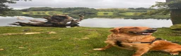 Golden Retriever dogs for stud: Golden Retriever  in King's Lynn - Advert 2
