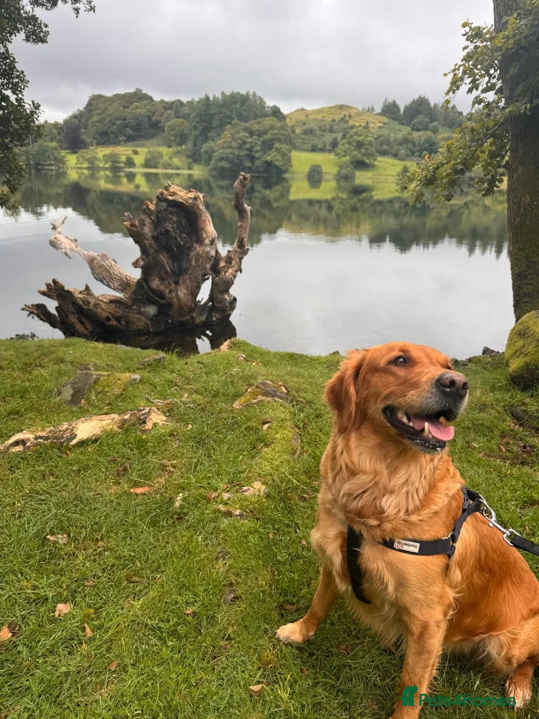 Golden Retriever dogs for stud: Golden Retriever  in King's Lynn - Advert 2