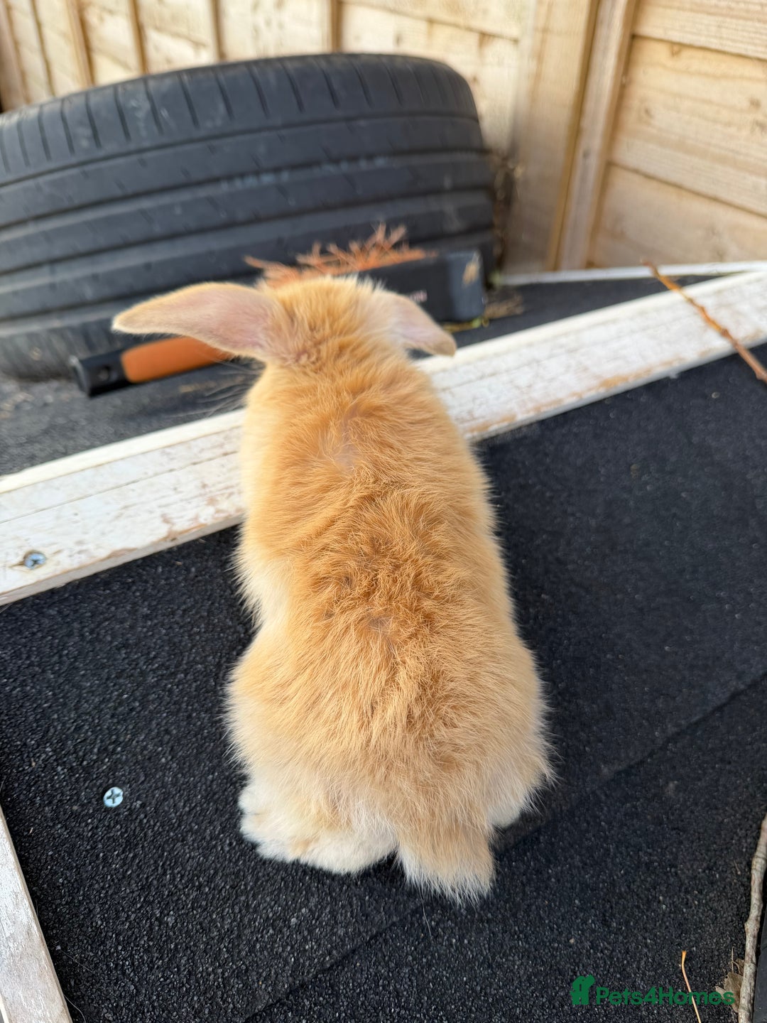 French Lop rabbits for sale: Giant French Lop Buck Kid  - Image 5