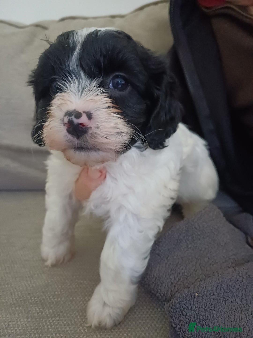 Mixed Breed dogs for sale: Cavapoo puppies available before  **   - Advert 15