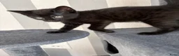 Mixed Breed cats for sale: Adorable kittens ready for there loving homes  in Hailsham - Advert 6