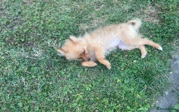 German Spitz dogs for sale: 4x Beautiful German Spitz Pomeranian Puppies  - Image 16