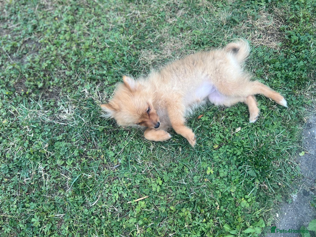 German Spitz dogs for sale: 4x Beautiful German Spitz Pomeranian Puppies  - Image 16