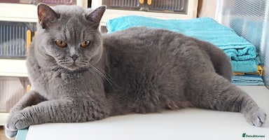 British Shorthair cats - Advert 1