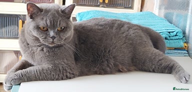 British Shorthair cats - Advert 16