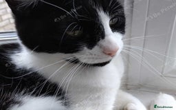 Mixed Breed cats for sale: Jackie 5 years female for sale in Hayes, Middesex - Image 3