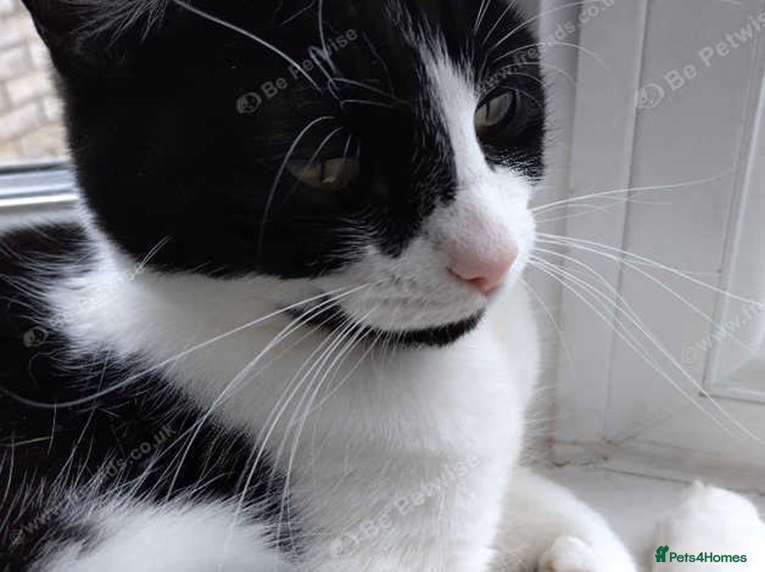 Mixed Breed cats for sale: Jackie 5 years female for sale in Hayes, Middesex - Image 3