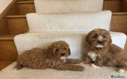 Cavapoo dogs for sale: Cavapoo puppy’s Extensively health tested parents - Image 12