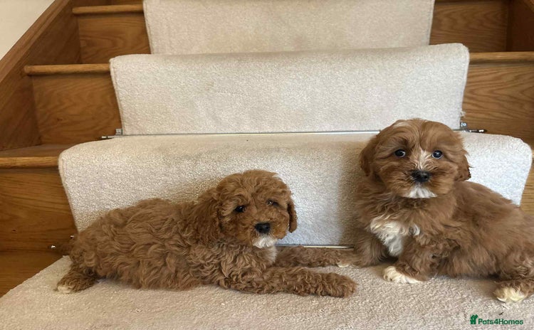 Cavapoo dogs - Advert 4