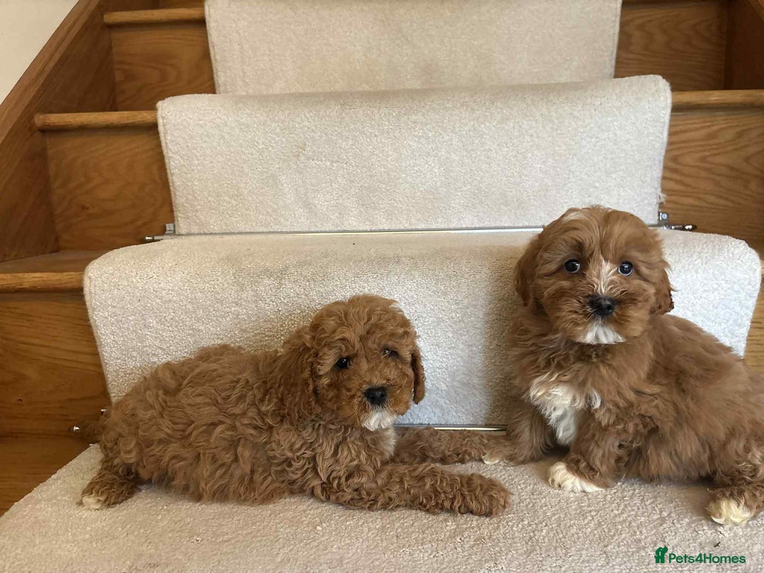 Cavapoo dogs for sale: Cavapoo puppy’s Extensively health tested parents - Image 12