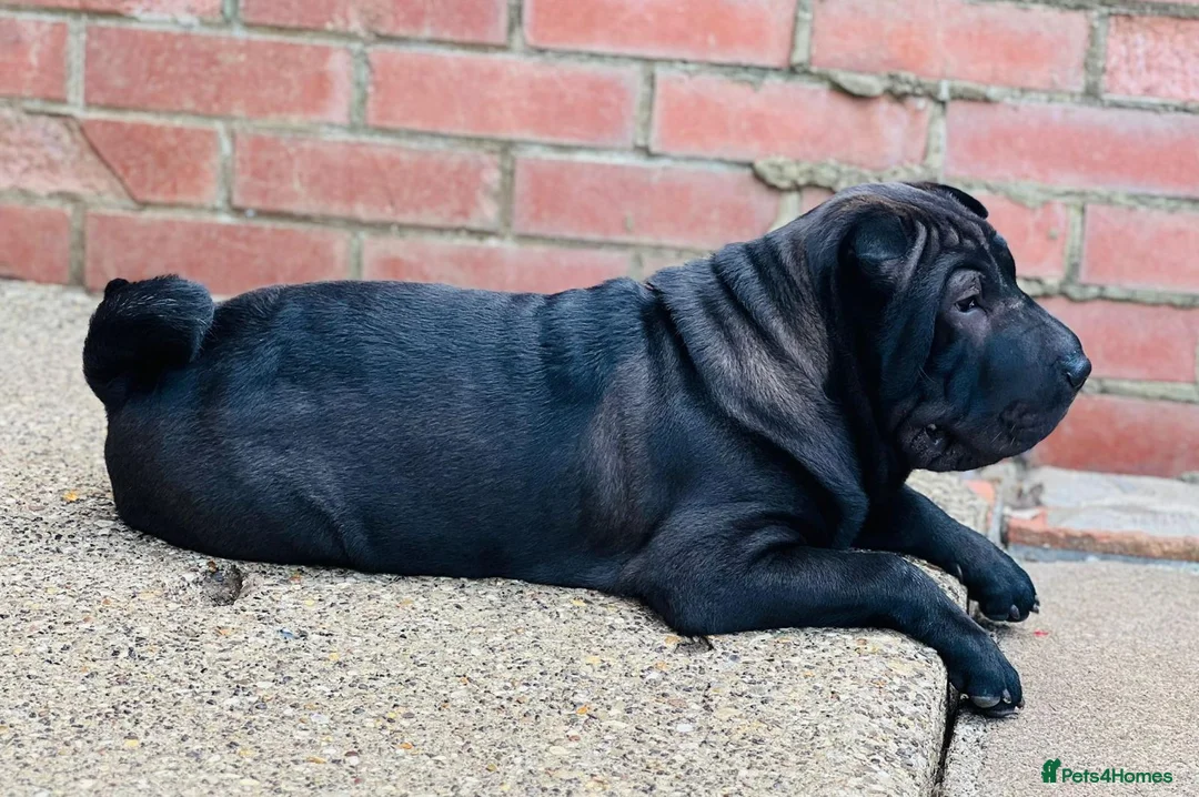 Mixed Breed dogs for sale: ChowPei Pups - Advert 2