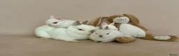 Netherland Dwarf rabbits for sale: Netherland Dwarf White Babies - Advert 7
