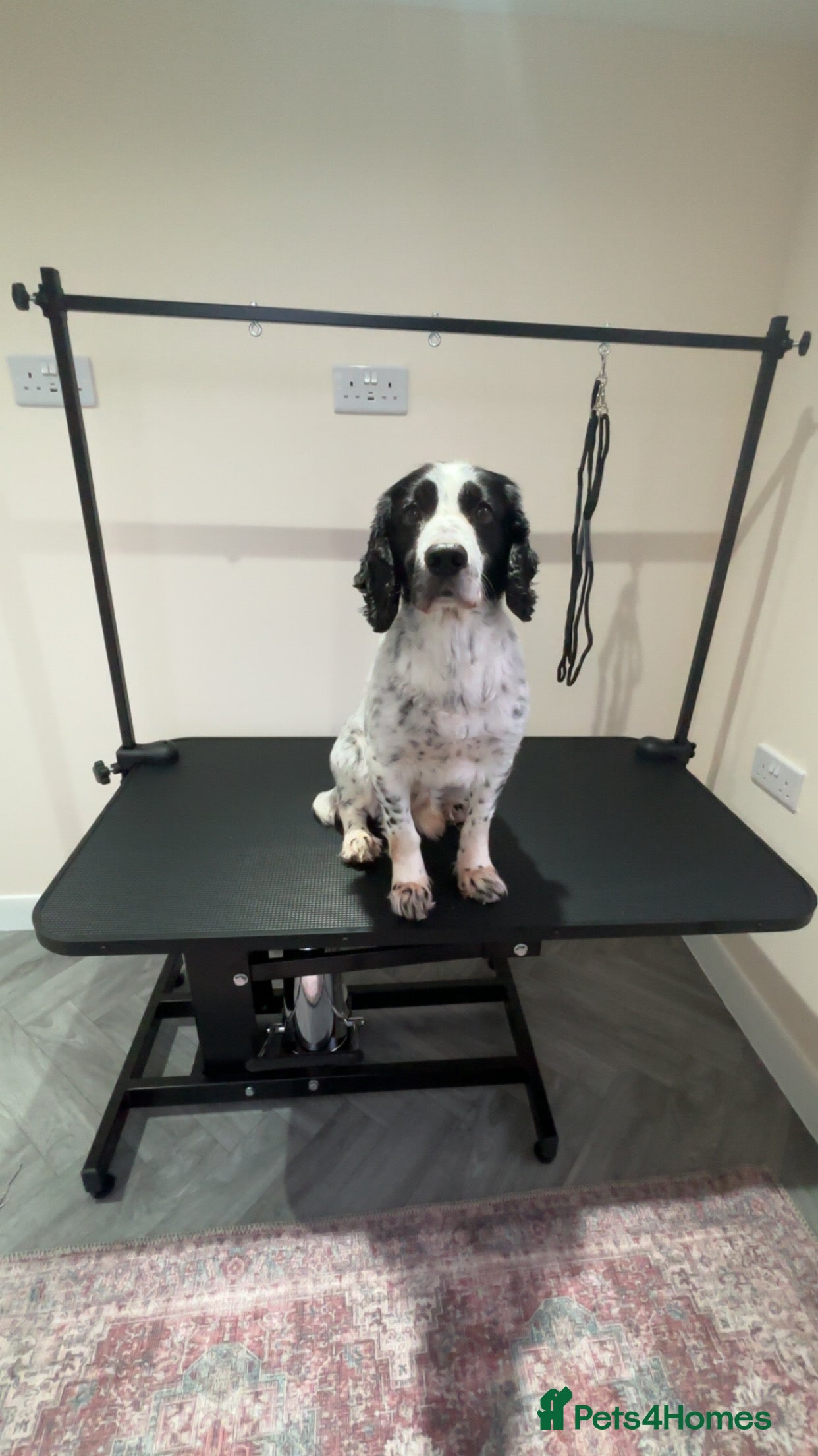 Cocker Spaniel dogs Male cocker spaniel for stud  - Advert 3