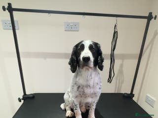 Cocker Spaniel dogs Male cocker spaniel for stud - Advert 5