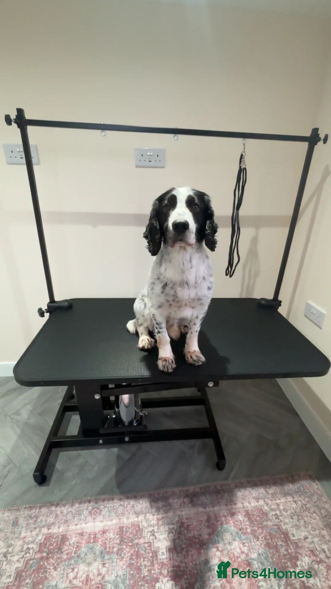 Cocker Spaniel dogs for stud: Male cocker spaniel for stud  - Advert 1