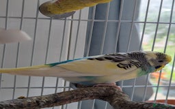 Budgerigars birds for sale: Fully tamed 4 budgies with Cage, accessories,food - Image 18