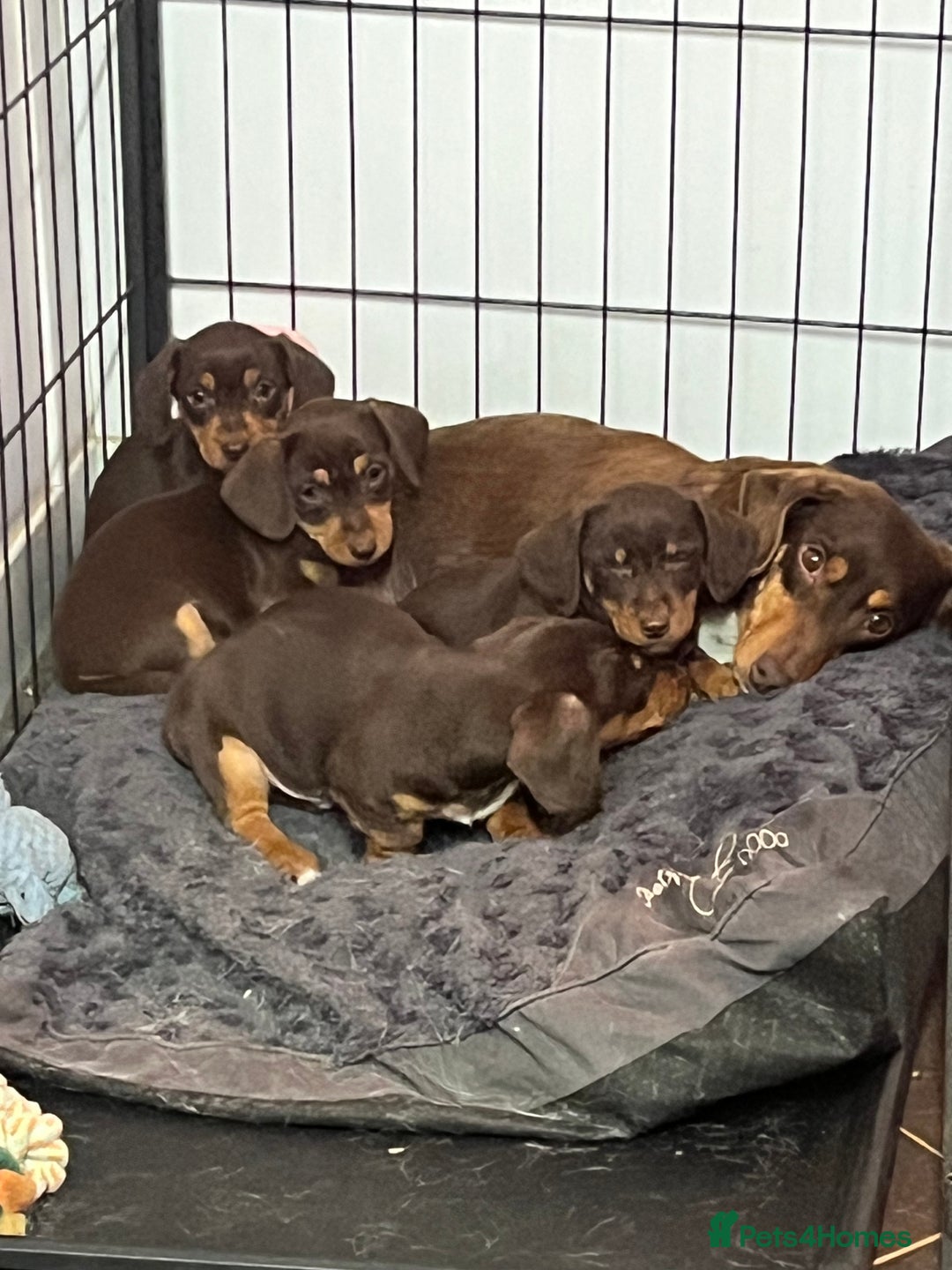 Dachshund dogs for sale: stunning gorgeous litter  - Advert 7