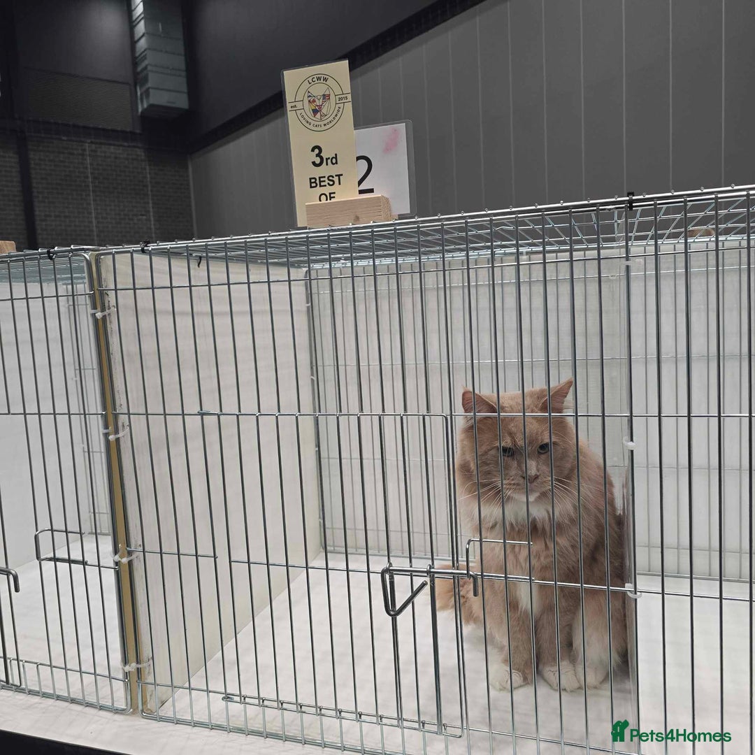 Maine Coon cats for sale: Mainecoon kittens tica registered  - Advert 3