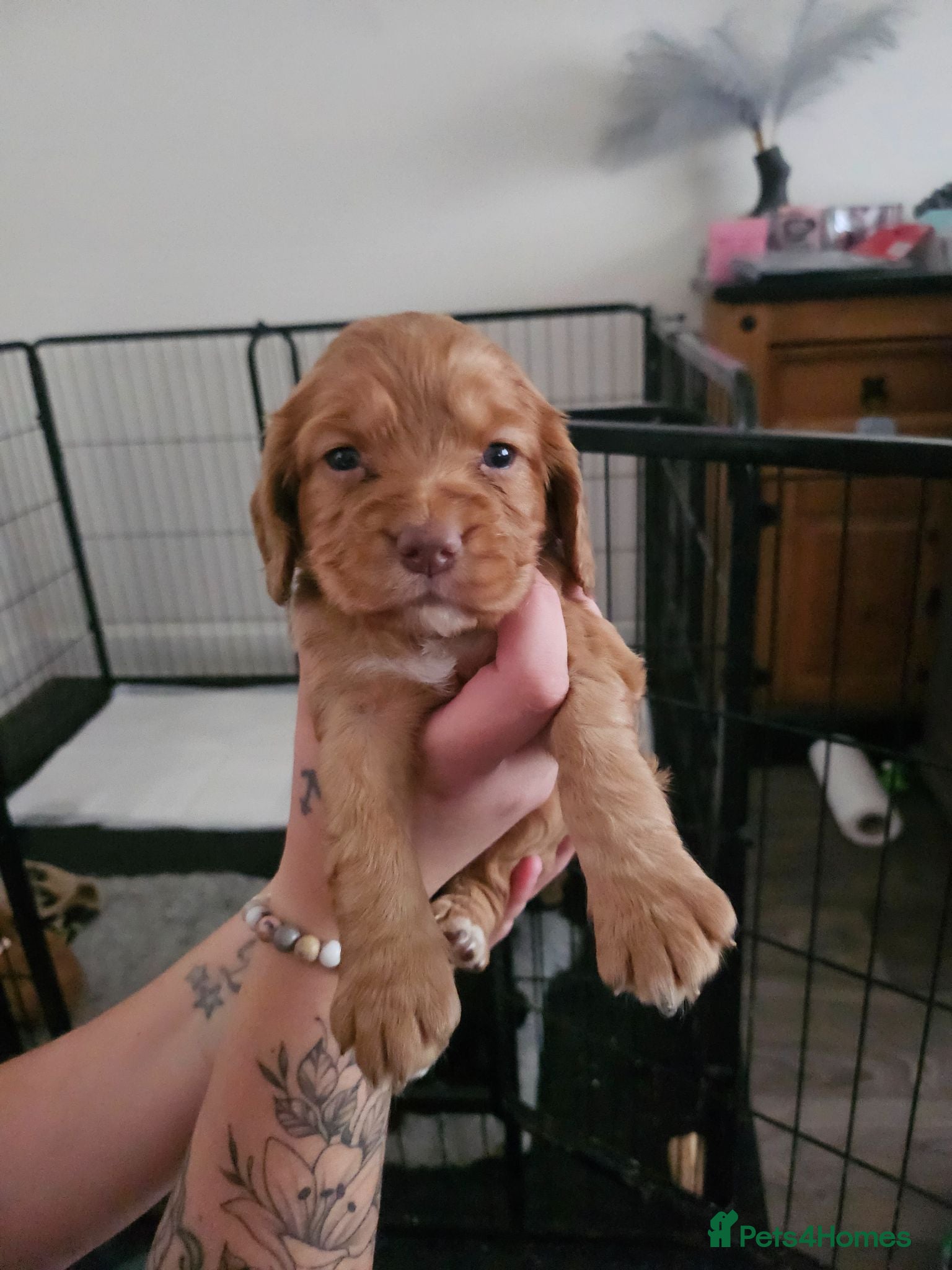 Cocker Spaniel dogs Cocker spaniel pups - Advert 5