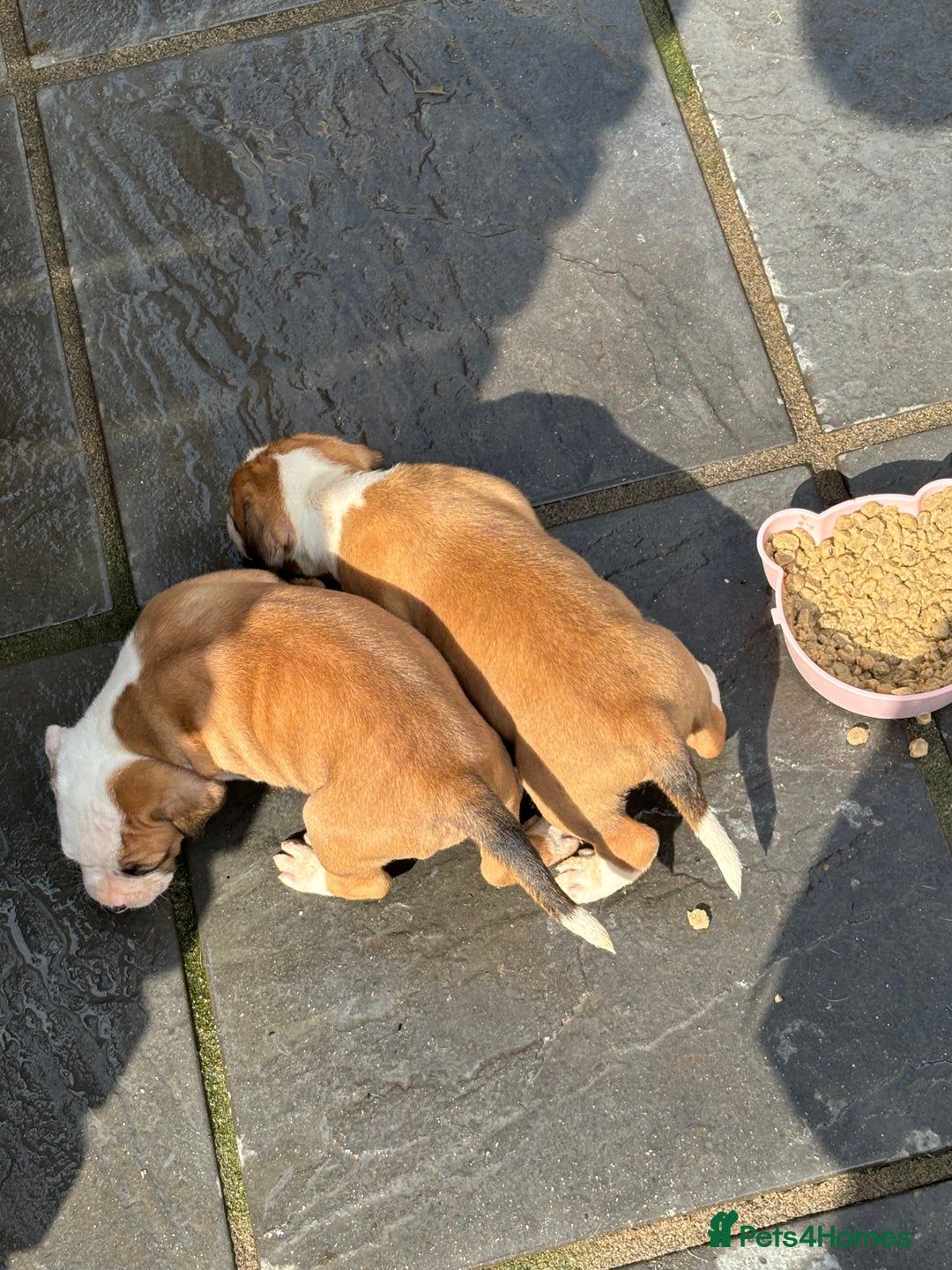 Mixed Breed dogs for sale: French mastiff x American bull dog  - Image 2