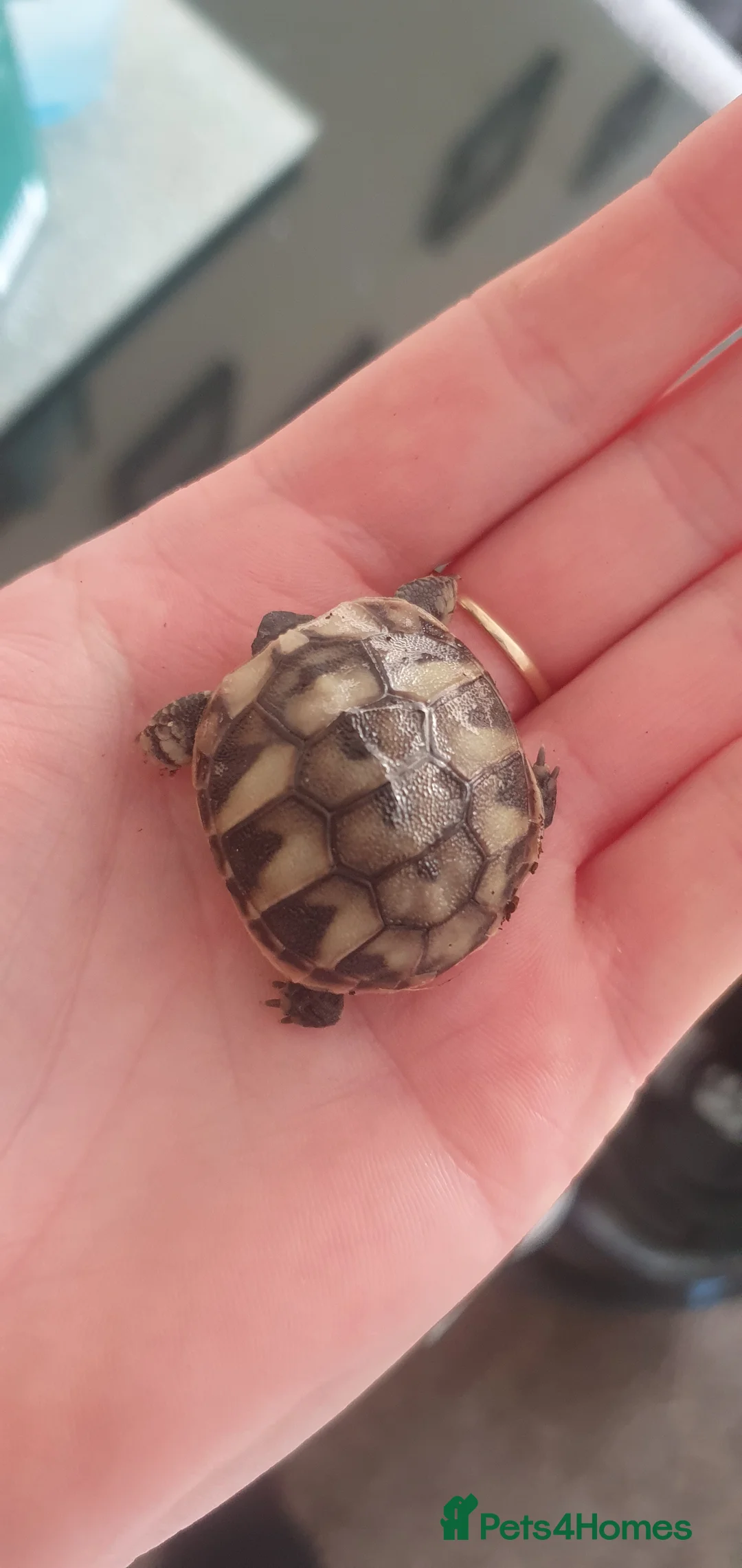 Hermann Tortoise reptiles for sale: Hermann tortoises  - Advert 6