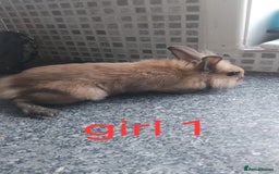 Lionhead rabbits for sale: 5 beautiful lionhead female babies - Image 2