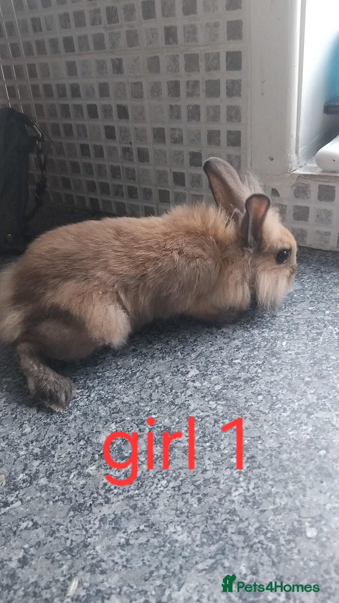 Lionhead rabbits for sale: 5 beautiful lionhead female babies - Image 2