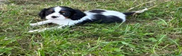 Cavalier King Charles Spaniel dogs for sale: Beautiful Cavalier Puppies Looking for Forever in Ashford - Advert 7