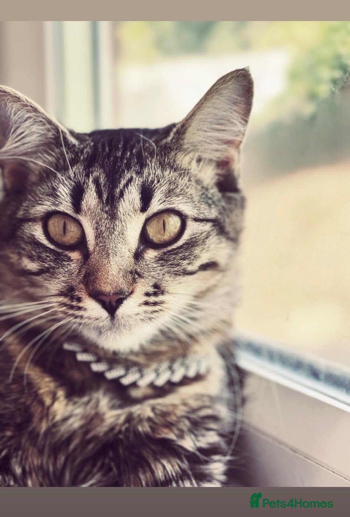 Mixed Breed cats 8 kittens looking for new homes🩷💙 - Advert 1