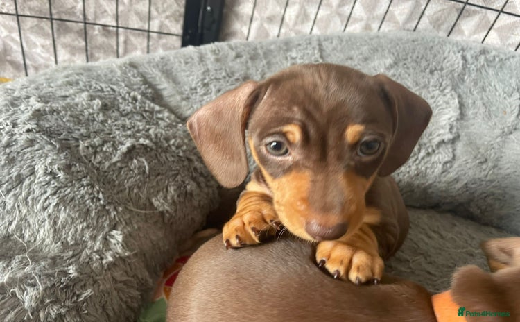 Dachshund dogs - Advert 4