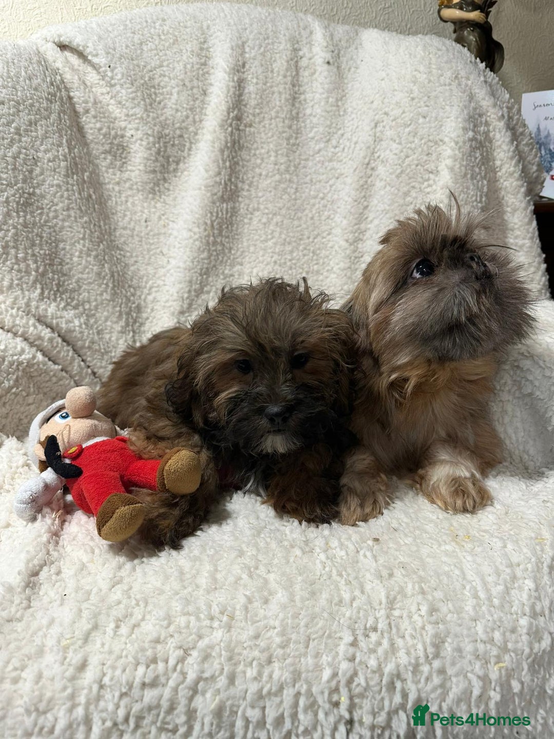 Shihpoo dogs for sale: Gorgeous shihpoo’s - Advert 2
