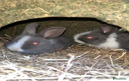 Mini Lop rabbits for sale: Grey and white babies for sale  - Image 3