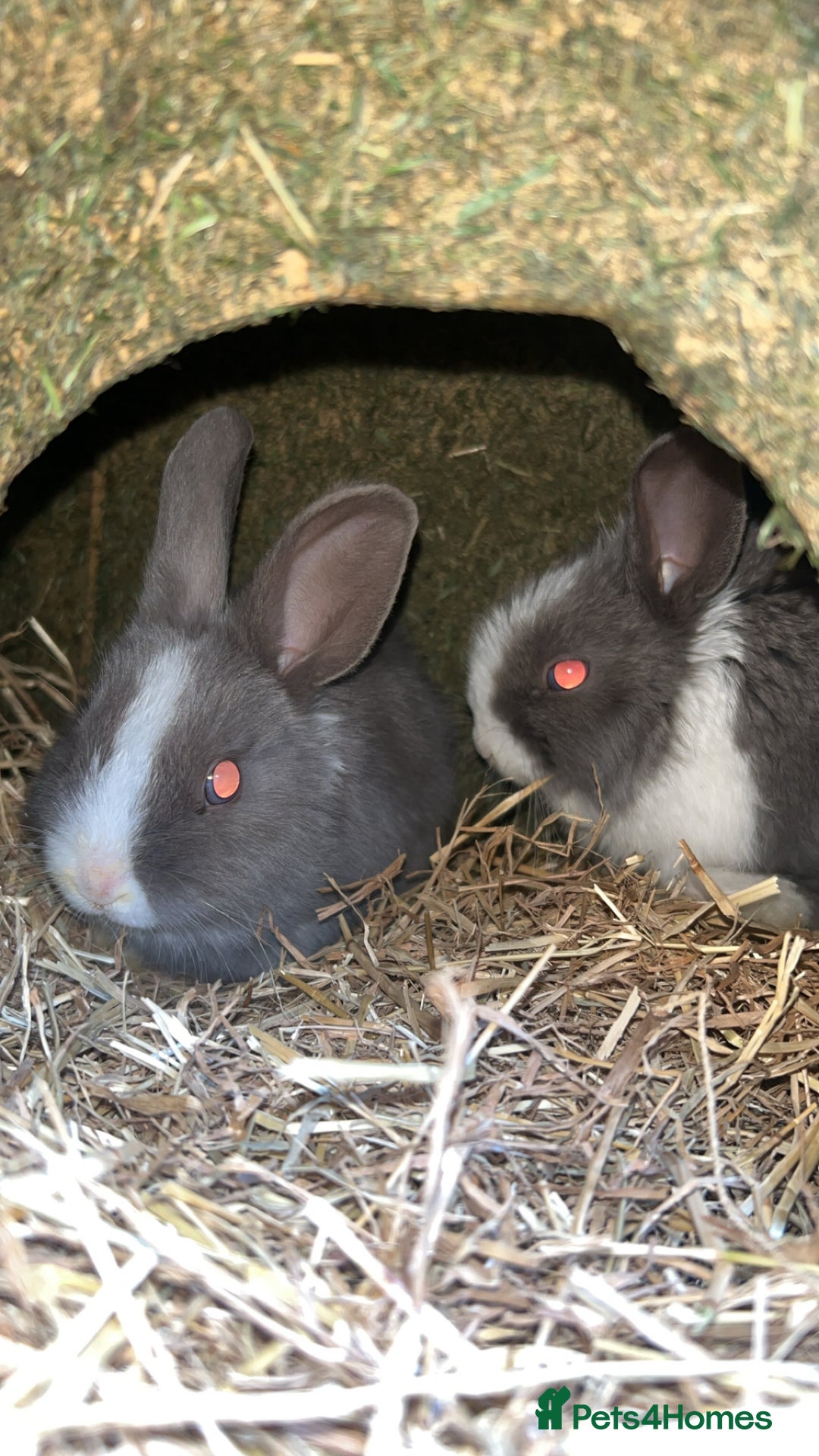 Mini Lop rabbits for sale: Grey and white babies for sale  - Image 3