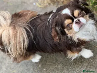 Chihuahua dogs Kc male chihuahua. - Advert 4