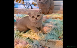 British Shorthair cats for sale: British Shorthair kittens - Image 11