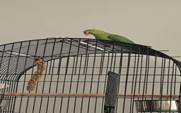 Ringnecks birds for sale: Green Indian ringneck  - Image 2