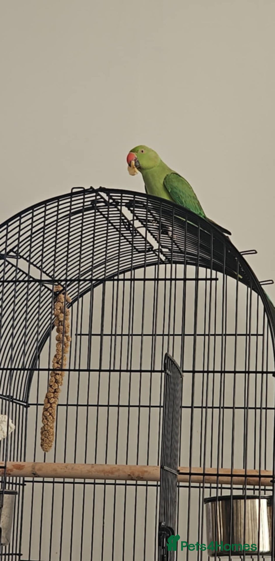 Ringnecks birds for sale: Green Indian ringneck  - Image 2
