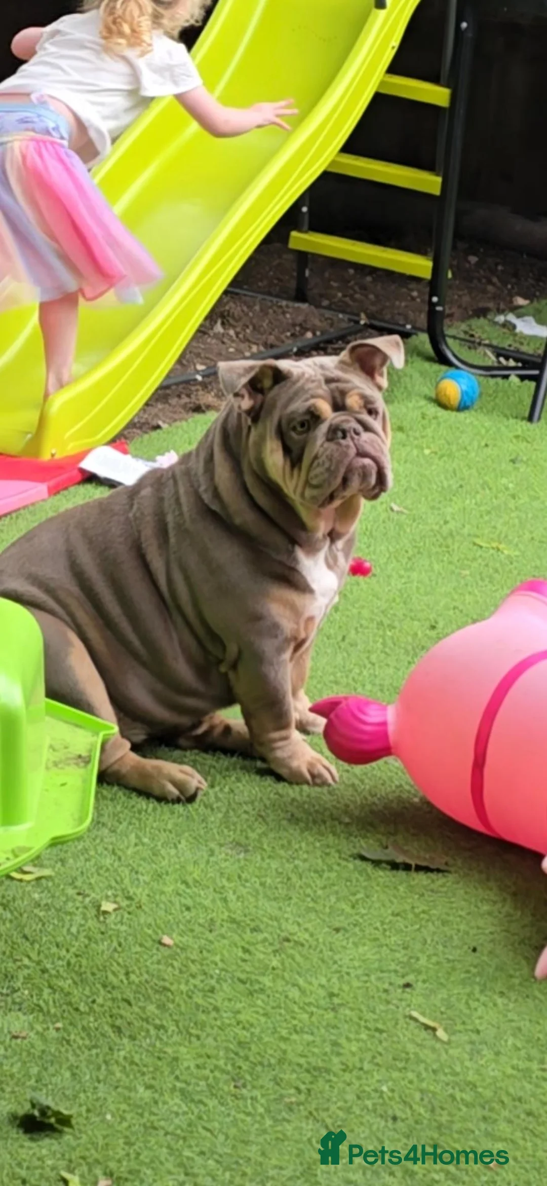 English Bulldog dogs for sale: English bulldog  - Advert 1