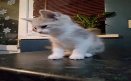 Mixed Breed cats for sale: Beautiful hand reared kittens  - Image 10