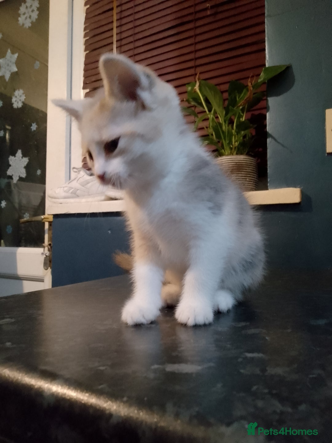 Mixed Breed cats for sale: Beautiful hand reared kittens  - Image 10
