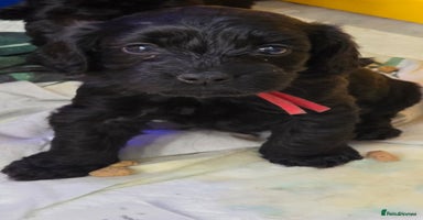 Cockapoo dogs - Advert 4