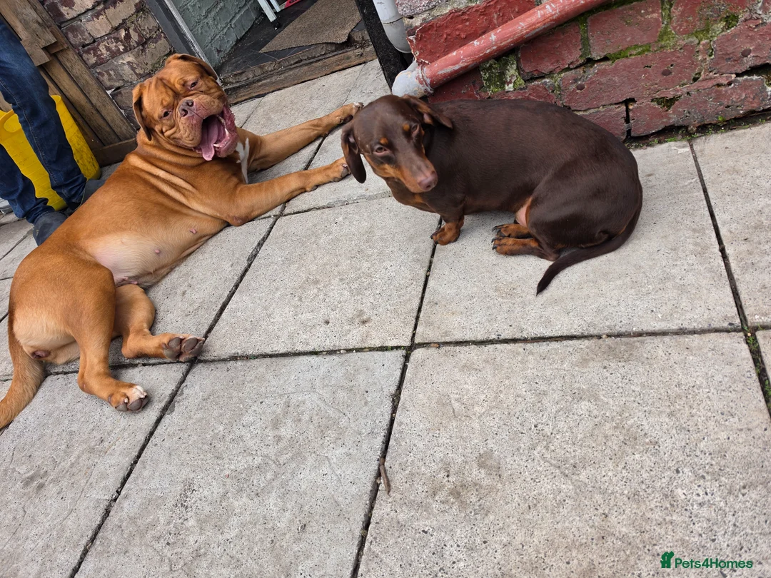 Miniature Dachshund dogs for sale: Dash.  - Advert 2