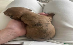 Dachshund dogs for sale: Dachshund tweenies for sale - Image 32