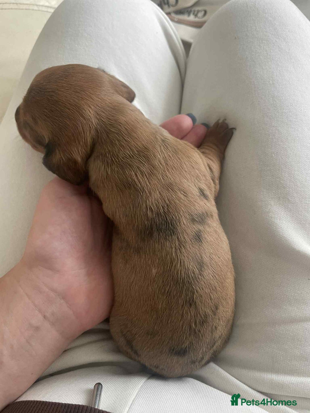 Dachshund dogs for sale: Dachshund tweenies for sale - Image 32