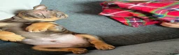 English Bulldog dogs for sale: 10 week old puppy boy  in Portsmouth - Advert 6