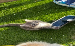 Ragcoon cats for sale: Beautiful ragcoon kittens - Image 16
