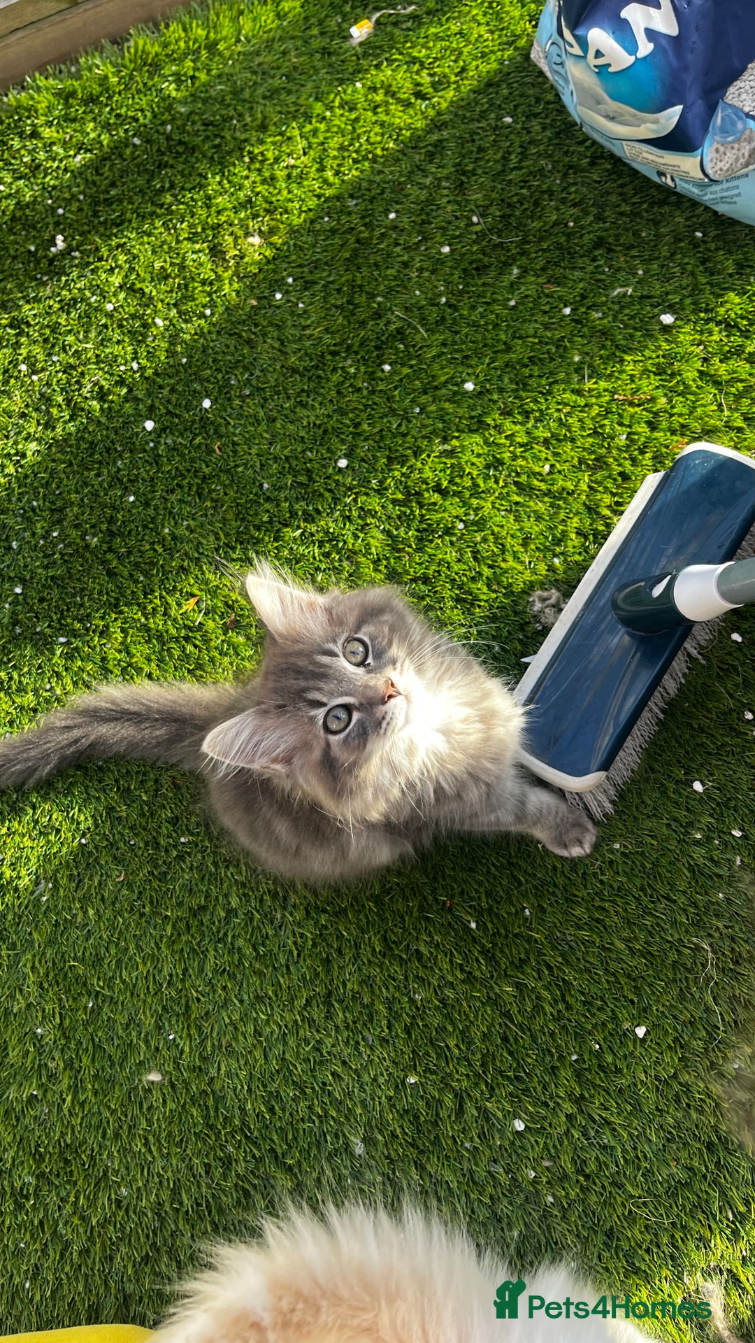 Ragcoon cats for sale: Beautiful ragcoon kittens - Image 16